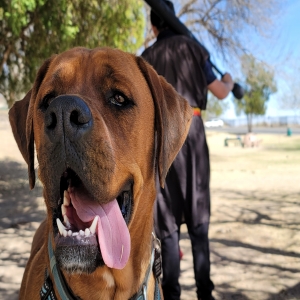 adoptable Dog in El Paso, TX named Memphis