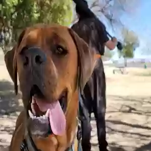 adoptable Dog in El Paso, TX named Memphis