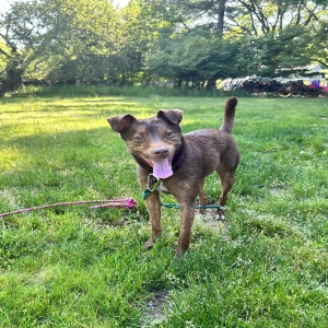 adoptable Dog in Franklin, MI named Pesto