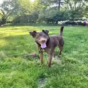 adoptable Dog in Franklin, MI named Pesto