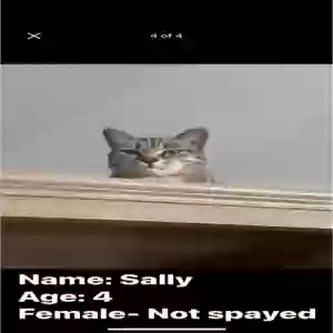 adoptable Cat in Odessa, TX named Sally