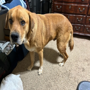 adoptable Dog in Woodway, TX named Count