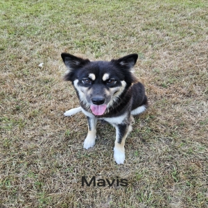 adoptable Dog in Magnolia, TX named Mavis