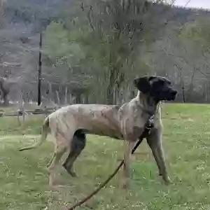 adoptable Dog in Ruther Glen, VA named Cora