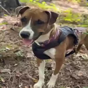 adoptable Dog in Atlanta, GA named Copper