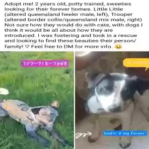 adoptable Dog in Vacaville, CA named Trooper & Little Little