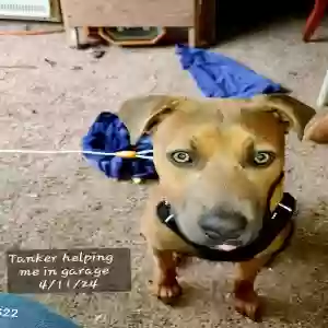 adoptable Dog in Greeneville, TN named Tank