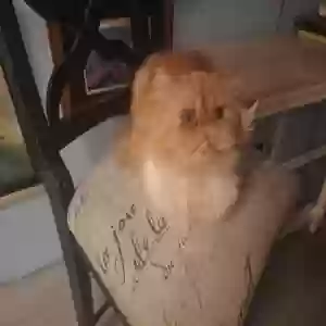 adoptable Cat in Fort Pierce, FL named Eric the Red