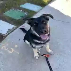 adoptable Dog in Palmdale, CA named Max
