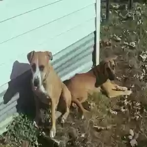 adoptable Dog in Cleburne, TX named Unknown