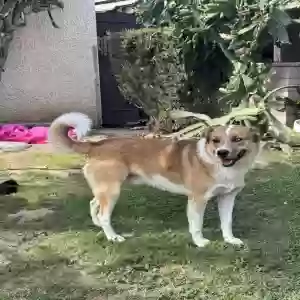 adoptable Dog in Riverside, CA named Arthur