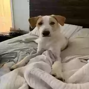 adoptable Dog in Killeen, TX named Unknown