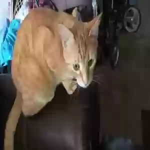 adoptable Cat in Orland, CA named Fatty      Rafiki & Buddy