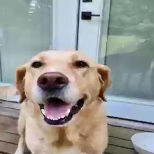 adoptable Dog in Jackson, TN named Olive