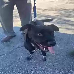 adoptable Dog in Dallas, GA named Finn