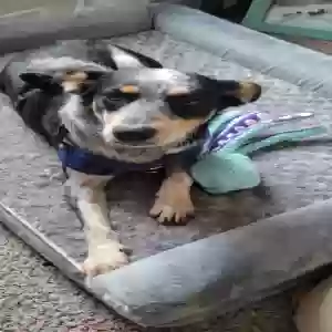 /images/pets/original/2178965_39388_20241207_110227.webp