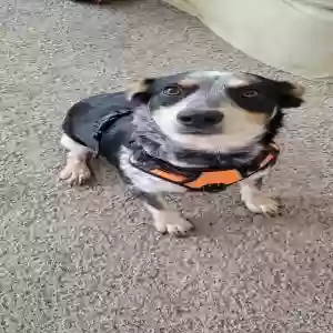 adoptable Dog in Garland, TX named Nova