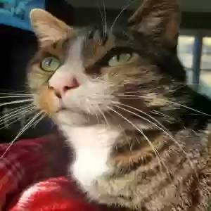 /images/pets/original/2179014_91603_IMG_4401.webp