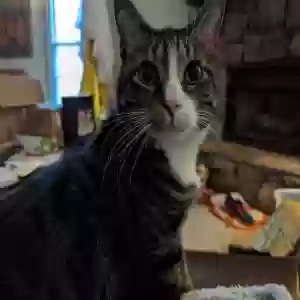 adoptable Cat in Duluth, GA named Bogart