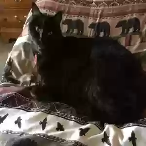 adoptable Cat in Marietta, GA named Asa