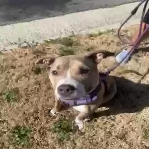 adoptable Dog in Cary, NC named Birdy