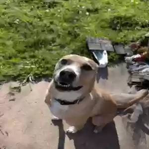 adoptable Dog in Richardson, TX named T