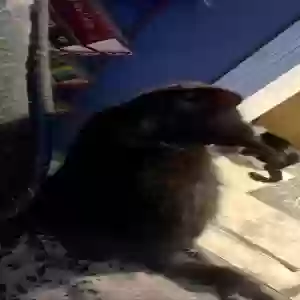 adoptable Cat in Newark, TX named Monkey