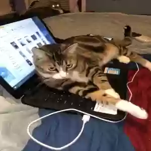 adoptable Cat in Newark, TX named Bubby