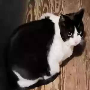 adoptable Cat in Newark, TX named Stella