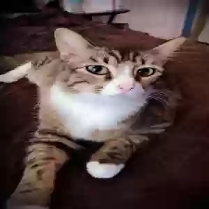 adoptable Cat in Newark, TX named Jamms