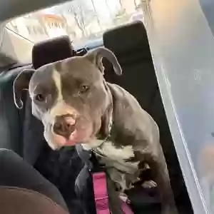 adoptable Dog in Southampton, PA named Kiwi
