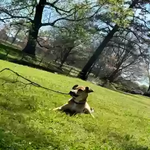 adoptable Dog in Decatur, GA named Kota