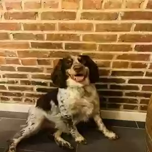 adoptable Dog in Pikesville, MD named Camden