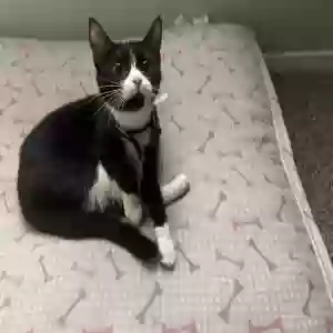 adoptable Cat in Austell, GA named Zoey Alexandria