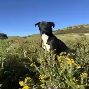 adoptable Dog in Hemet, CA named Buddy