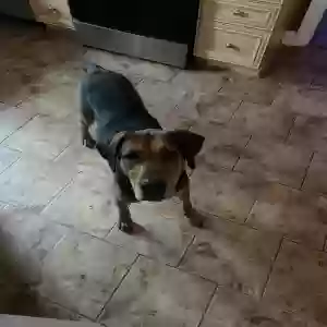 adoptable Dog in Mocksville, NC named Lily