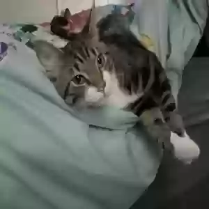 adoptable Cat in Richmond Hill, NY named Royal