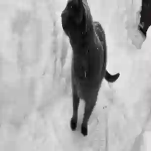 adoptable Cat in Michigan City, IN named Slate