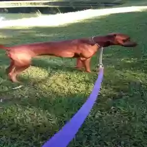 adoptable Dog in Carrier Mills, IL named Clyde