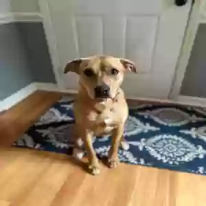 adoptable Dog in Charlotte, NC named Tilly