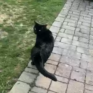adoptable Cat in Suffern, NY named Salami