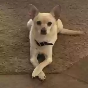 adoptable Dog in Casa Grande, AZ named Sammy