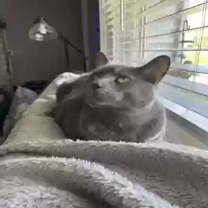 adoptable Cat in North Highlands, CA named Willie and Waylon