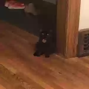 adoptable Cat in Atlanta, GA named Vicky