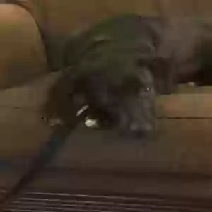 adoptable Dog in Southfield, MI named Trixie