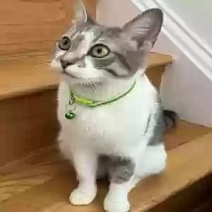 adoptable Cat in Durham, NC named Calypso