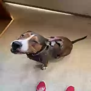 adoptable Dog in Encinitas, CA named Harli Quinn