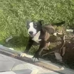 adoptable Dog in Splendora, TX named Shadow