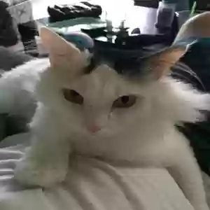 adoptable Cat in Cincinnati, OH named Lebron