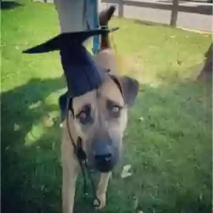 /images/pets/original/2180073_12645_Screenshot_20250313_165717_Instagram.webp
